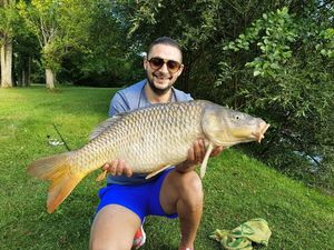 Common Carp