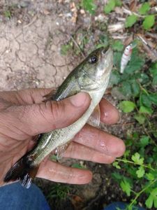 Largemouth Bass