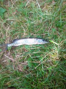 Northern Pike