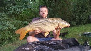 Common Carp