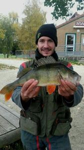 European Perch