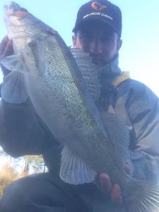 Zander