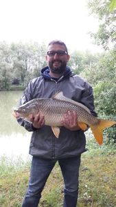 Common Carp