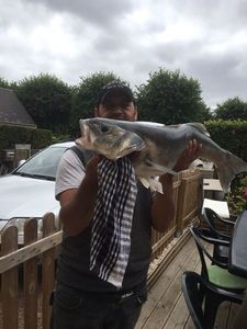 European Bass (Seabass)