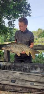 Common Carp