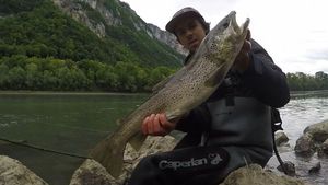 Brown Trout