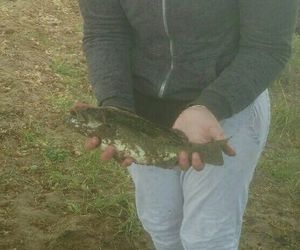 Largemouth Bass