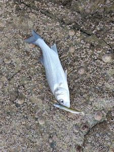 European Bass (Seabass)