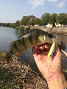 European Perch