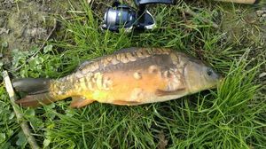 Mirror Carp