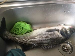 European Bass (Seabass)