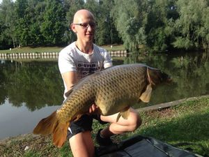 Common Carp