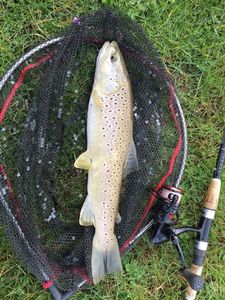 Brown Trout