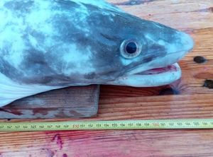 Conger