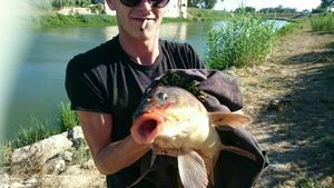 Common Carp
