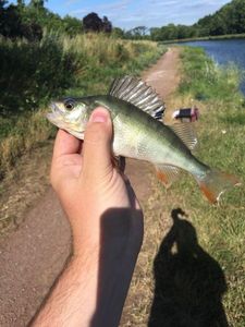 European Perch