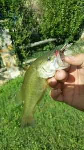 Largemouth Bass