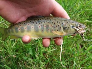Brown Trout