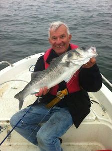 European Bass (Seabass)