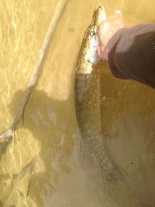 Northern Pike