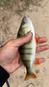European Perch