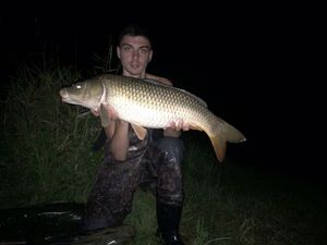 Common Carp