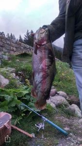 Rainbow Trout