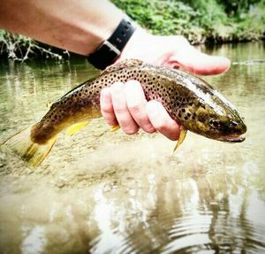 Brown Trout