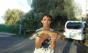 Northern Pike