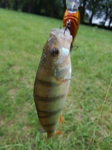 European Perch