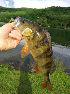 European Perch