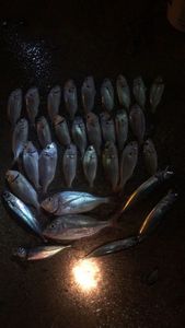 Blackspot Seabream