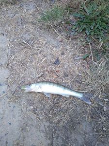 Zander