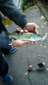 Largemouth Bass