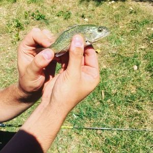 Largemouth Bass