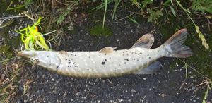 Northern Pike