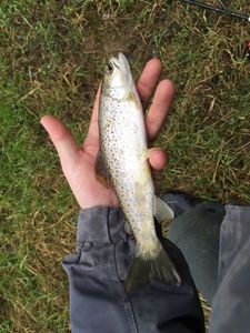 Brown Trout