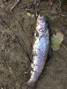 Rainbow Trout