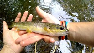 Brown Trout