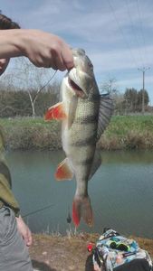 European Perch