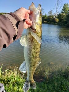Zander