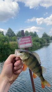 European Perch