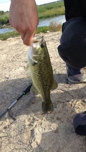 Largemouth Bass