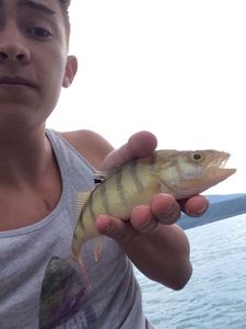 European Perch
