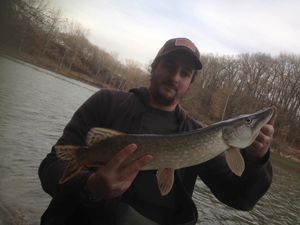 Northern Pike