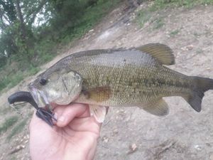Smallmouth Bass