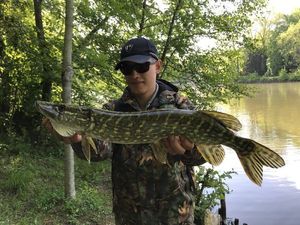 Northern Pike