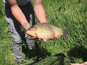 Crucian Carp