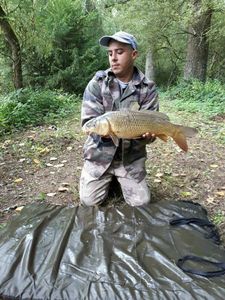 Common Carp