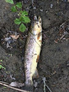 Brown Trout